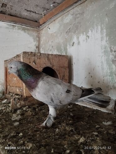 Quşlar: Hazır cütdülər.Soğan ebrew qizğin erkək 18 tükdür.Maya 13-14 tük — 2