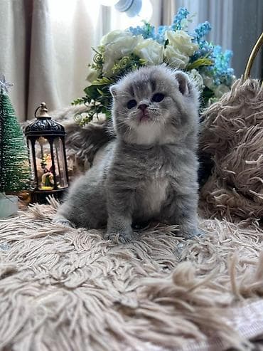 Şotland yastı qulaq lalafo.az -da Şotland yastı qulaq