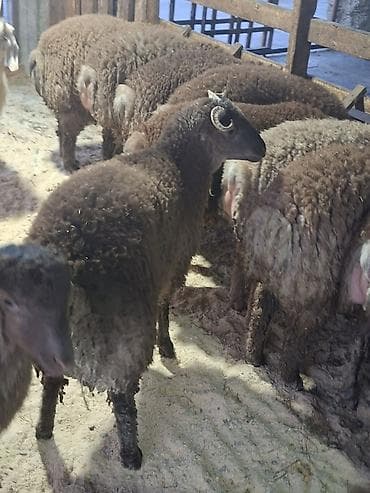 Птицы: Qoyun sürüsü – yerli qaragül/yağlı quyruq tipli heyvanlar - Növ — 1