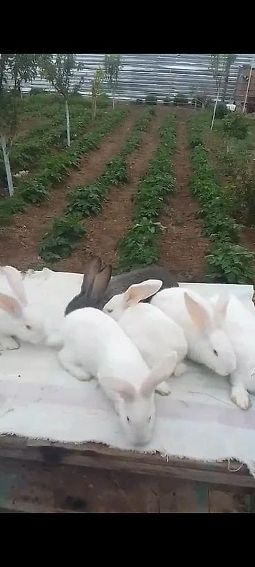 heyvanlar ucun mallar: Salam. Rizen balalalar 2 ayllq. Cütü 50 manat — 2
