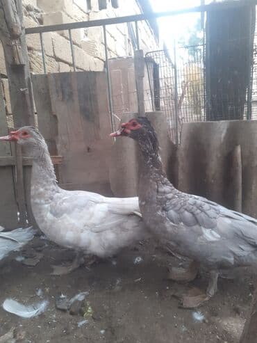 çöl ördəyi: Erkək, | Macar, Damazlıq, Ünvandan götürmə — 4