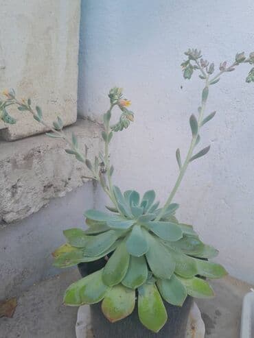 ev gülleri ve adları: Exiveriya — 1