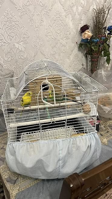 papuqay yuvası: Budaqlar (dalmatin) dalğalı tutuquşu cütü və komplekt qəfəs dəsti — 3