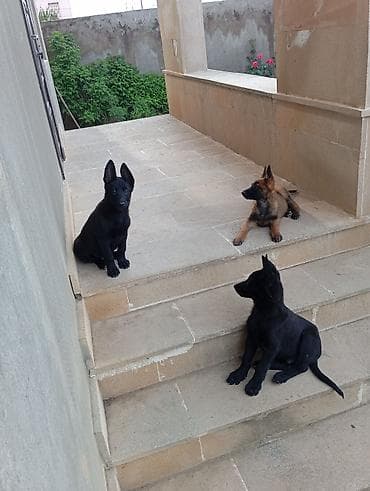 it qiz sekilleri: Belçika çoban iti, 2 ay, Erkek — 1