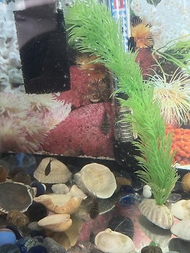 akva ayaqabılar: Dördbucaq akvarium, Balıqlarla birlikdə, 32 l — 3