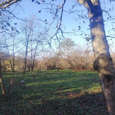 tecili ferma satilir: 12 sot, Mülkiyyətçi, Kupça (Çıxarış) — 6