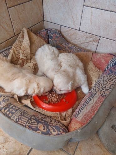Gəmiricilər: Pekines, 1 ay, Erkek, Peyvəndli, Ünvandan götürmə — 3
