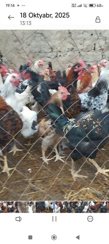 buğda toxumu satışı: Kent colpalari — 4