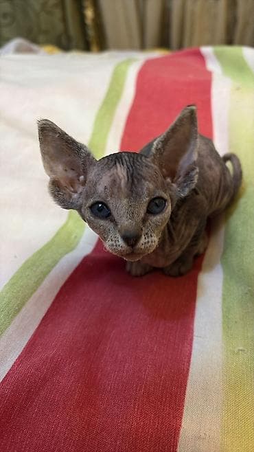 Sfinks, Yaxşı əllərə lalafo.az -da Sfinks, Yaxşı əllərə