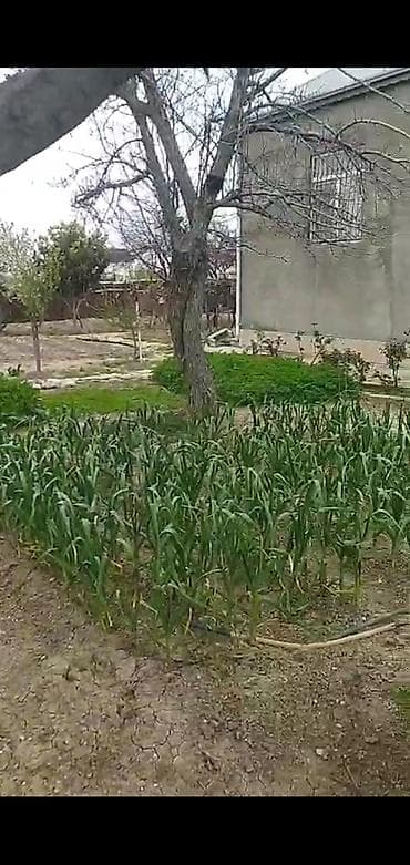 sutkaliq bag evi: Zeynalabdin Tağıyev, 120 kv. m, 4 otaqlı, Kombi, Qaz, İşıq — 6