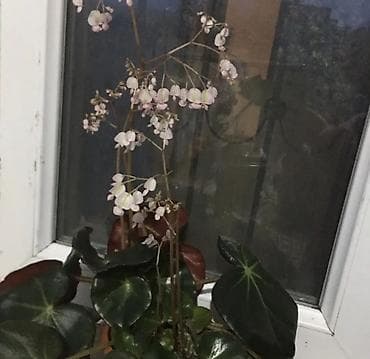 bambuk gulu satilir: Begoniya 20 AZN satilir - Yarpaqlar: böyük, dairəvi, parlaq — 1