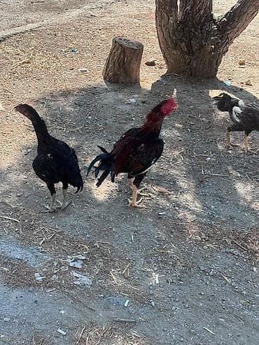 K/t heyvanları və malları: Barter edirem yerli toyuqlarla — 4
