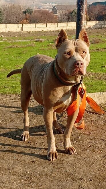 Pitbul, 1 il, Dişi, Peyvəndli, Ünvandan götürmə