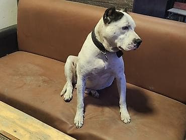 heyvan rezini: Pitbul, 3 il, Erkek, Peyvəndli — 8