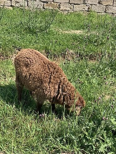 Qoyun – qəhvəyi yunlu - Növ: qoyun (əkinçilik/heyvandarlıq üçün) -