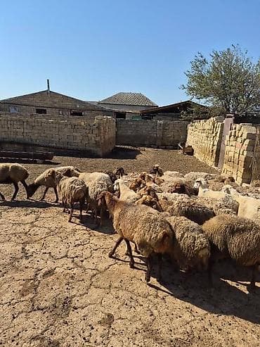 it bala: Satlıq qoyun sürüsü. Şəkillərdə bir neçə başdan ibarət sürü görünür — 8