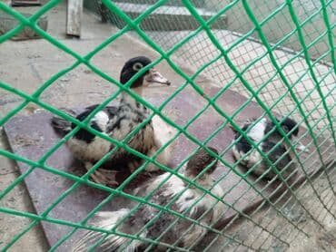 ördək balası və cücə: Misk ördəkləri – müxtəlif rəng və naxışlarda cavan balalar - Növ — 2