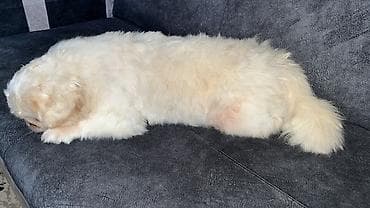 xasgi balası: Pekines — 2