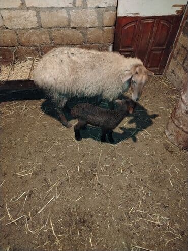 Heyvanlar üçün mallar: 𝗔𝗻𝗮 𝗯𝗮𝗹𝗮 𝘀𝗮𝘁𝗶𝗹𝗶𝗿 𝗯𝗮𝗹𝗮𝘀𝗶 𝗲𝗿𝗸𝗲𝗸𝗱𝗶 — 3