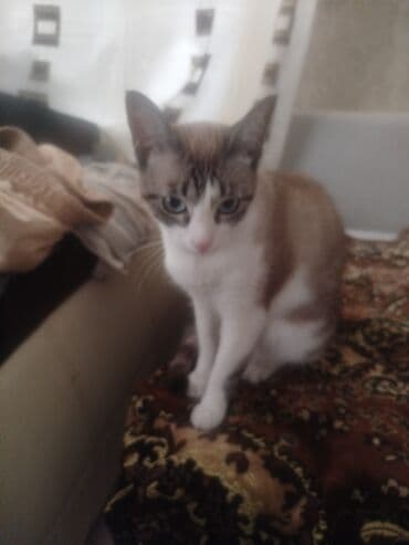 приют для кошек в баку: В добрые руки — 3
