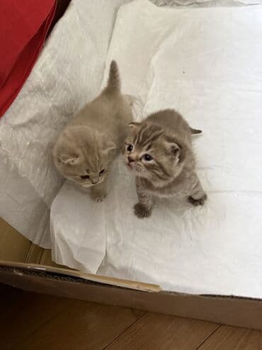 cütləşmə: Şinşilla, Dişi, Cütləşmə üçün — 7