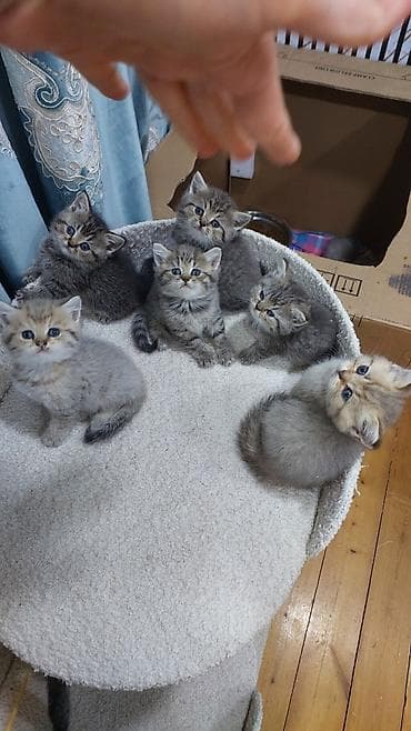 Şinşilla, Dişi, Erkək, Yaxşı əllərə, Ünvandan götürmə, Ödənişli çatdırılma lalafo.az -da Şinşilla, Dişi, Erkək, Yaxşı əllərə, Ünvandan götürmə, Ödənişli çatdırılma