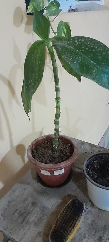 mal dili bitkisinin faydaları: Satılır: Qapalı məkan üçün dekorativ saksı bitkiləri dəsti - Bitki 1 — 4