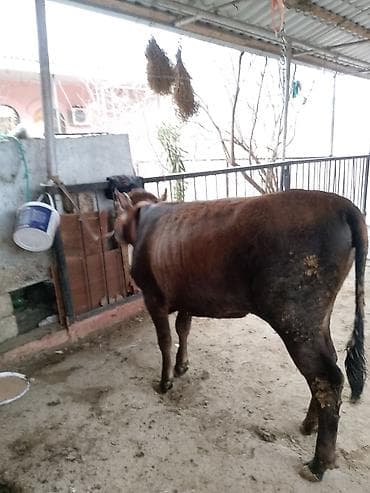 K/t heyvanları və malları: Dana, buzov, Erkək, ay: 10, Ətlik — 1