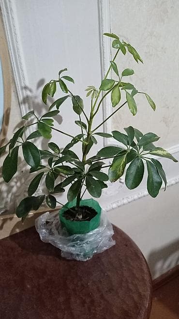 Otaq bitkiləri – Şefflera (Schefflera arboricola) və Fikus elastika -