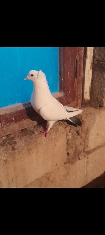 itlerin satisi 2017: Deste goyquyruq kekilli erkek kesikde tutulub 20 azn unvan Qaradag — 1