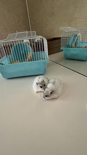 Dovşanlar: Hamster — 2