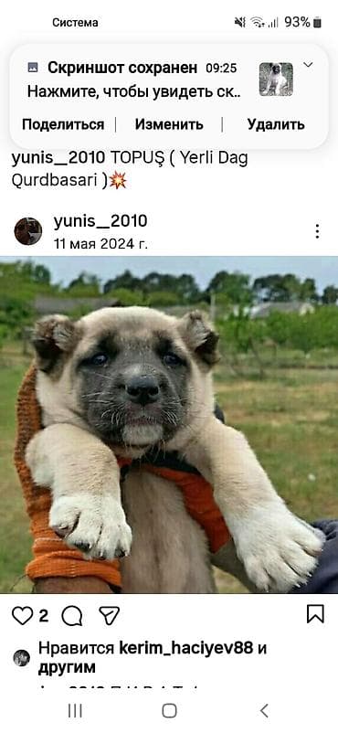 satılan itler: Kanqal — 4