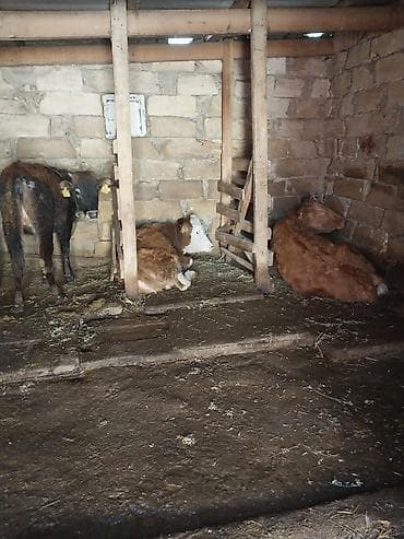 Biri boxazdi 7 ayina biri süd verir səh axsam 4 litir getdiycə artirir lalafo.az -da Biri boxazdi 7 ayina biri süd verir səh axsam 4 litir getdiycə artirir