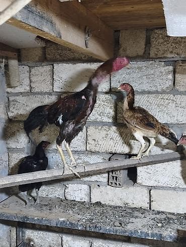 qarğa balası satılır: Toyuq cücələri, Damazlıq — 5