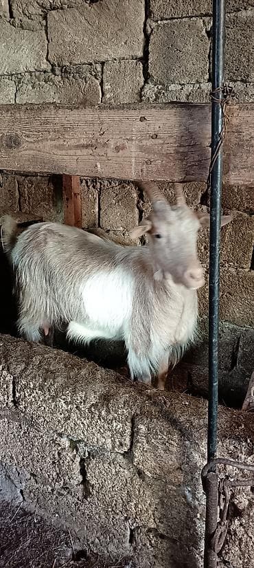 qala cinsi qoyun satilir: Erkək, Zanen, il: 2, 50 kq, Damazlıq — 5