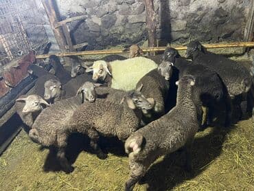 ev quşları haqqında qısa məlumat: Qoyun və quzu sürüsü - Fotoşəkillərdə gördüyünüz kimi müxtəlif rəng — 2