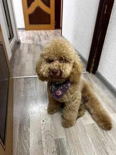 той пудель цена в баку: Пудель, 2 года, Самец, Для вязки — 10
