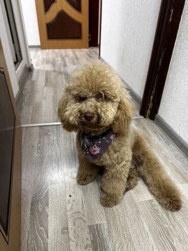 qiz ucun toy donlari: Pudel, 2 il, Erkek, Cütləşmə üçün — 7