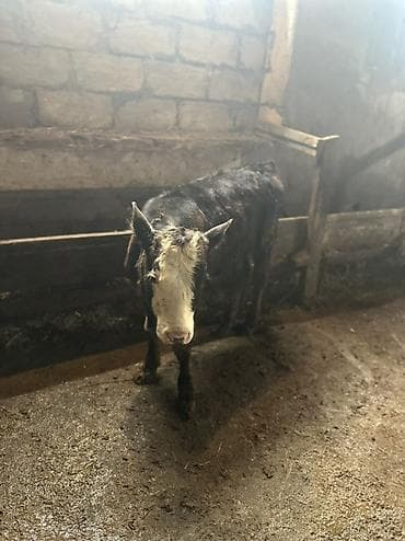 доильный аппарат для коров купить: Cins: qarışıq (qara-bəyaz rəngli) Növ: dana (erkək ola bilər – alın — 3
