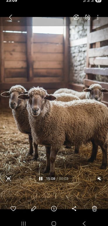 İtlər: Satılır: qoyunlar - Növ: ev qoyunu (qarabaş, qəhvəyi-yunlu) - Say — 1