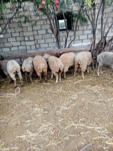 cins ineklerin satisi 2019: Qoyun quzu damazliq — 1