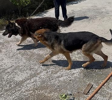 bildircin balası: Alman çoban iti, Dişi, Peyvəndli — 3