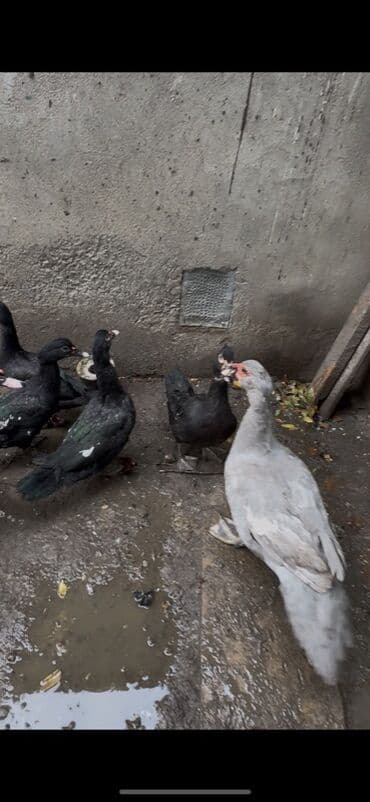 Dovşanlar: Salam 4 qara zumrudu feresi 1 dene qara zumrudu erkeyi 2 dene — 3