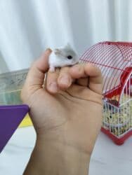 Gəmiricilər: Cunqariklar satılır. 2 həftəlikdikər. Anadan ayrıla bilərlər. 2 erkek — 1