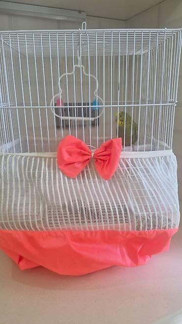 Птицы: Papuqay qəfəs ilə birliktə satılır Təsvir: - Rəng: yaşıl bədən, sarı — 2