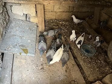 мальтипу цена в баку: Salam olsun quşlar tərgizilir hoptum 140 manat cutdə var iclerinde — 4