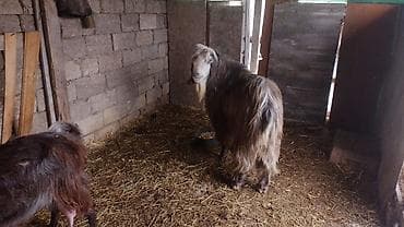 Qocalı, uzun tüklü, saqqallı erkək keçi (teke) - Cins: yerli/dağ