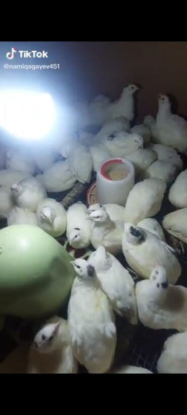 cins inekler azerbaycanda: Məhsul: Bildirçin və bildirçin əti Təsvir: - Təzə kəsilmiş bildirçin — 4