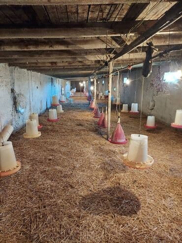 xacmaz rayonu: Bakı, Qala qəs., 550 kv. m, 3 otaqlı, Hovuzsuz, Artezian quyusu, Qaz, Su — 1