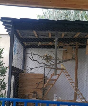 donuz əti satışı: 9 ədəd korella bir ailədən çoxalıb. Hazırda 4 cüt dur yumurtlayır — 5